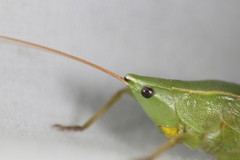 Neoconocephalus retusus