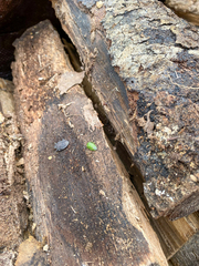 Brochymena