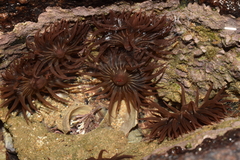 Anemonia sargassensis