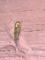 Ponana quadralaba