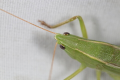 Neoconocephalus retusus