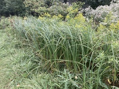 Carex lacustris