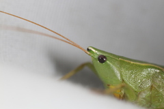 Neoconocephalus retusus
