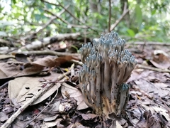 Phaeoclavulina cyanocephala