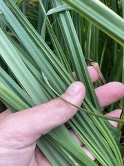 Carex lacustris
