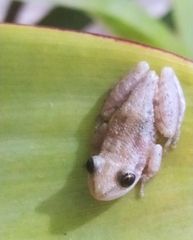 Scinax