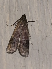 Euzophera semifuneralis