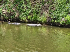 Crocodylus suchus