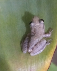 Scinax
