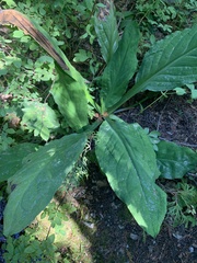 Lysichiton americanus