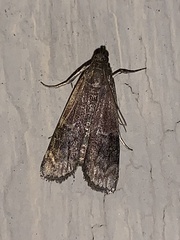 Euzophera semifuneralis