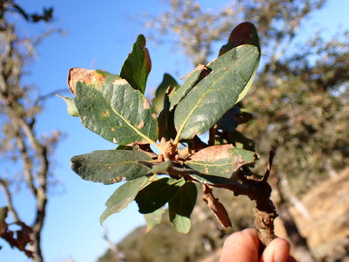 Hybrid oak (Quercus × eplingii)