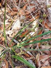 Lomandra multiflora