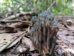 Phaeoclavulina cyanocephala