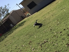 Threskiornis spinicollis