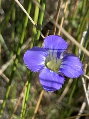 Gentianopsis virgata