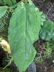 Lysichiton americanus