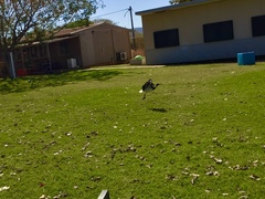 Threskiornis spinicollis