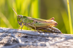 Omocestus viridulus