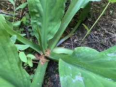 Lysichiton americanus