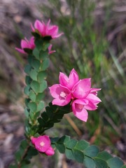 Boronia serrulata