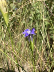 Gentianopsis virgata