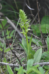 Dactylorhiza viridis