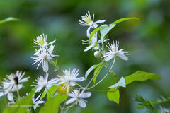 Clematis virginiana