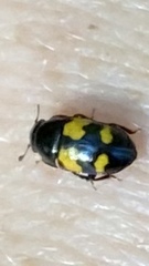 Glischrochilus fasciatus