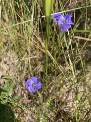 Gentianopsis virgata