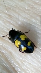 Glischrochilus fasciatus