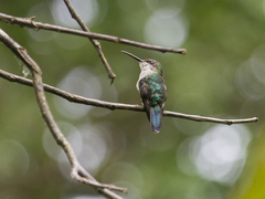 Thalurania furcata