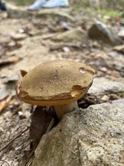 Chalciporus piperatus