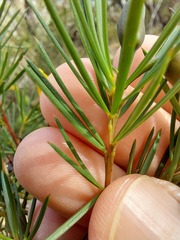 Gompholobium latifolium
