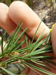 Gompholobium latifolium