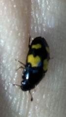 Glischrochilus fasciatus