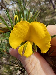 Gompholobium latifolium