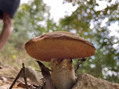 Chalciporus piperatus