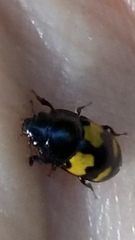 Glischrochilus fasciatus