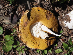 Boletus barrowsii