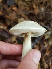 Leccinum holopus
