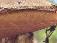 Chalciporus piperatus