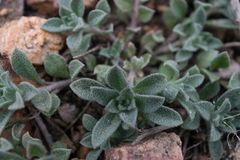 Alyssum desertorum