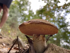 Chalciporus piperatus