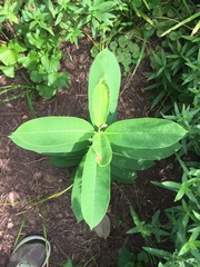 Asclepias syriaca