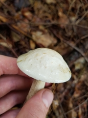 Leccinum holopus