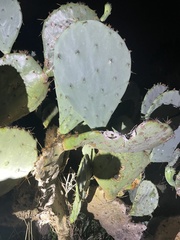 Opuntia orbiculata