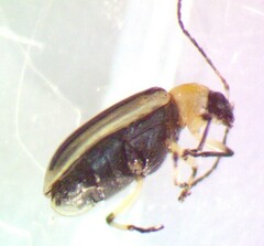 Acalymma vittatum