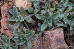 Alyssum desertorum