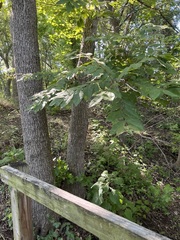 Carya texana